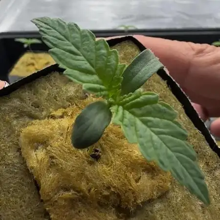 PURPLE PUNCH + 5 GENETICS WITH ATAMI