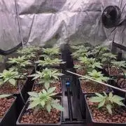 PURPLE PUNCH + 5 GENETICS WITH ATAMI