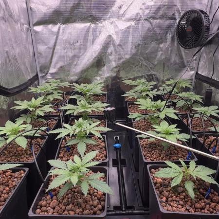 PURPLE PUNCH + 5 GENETICS WITH ATAMI