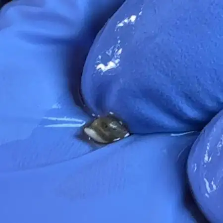 HIDROPÓNICO CON ATAMI Y SPIDER FARMER