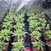 PURPLE PUNCH + 5 GENETICS WITH ATAMI