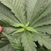 PURPLE PUNCH + 5 GENETICS WITH ATAMI