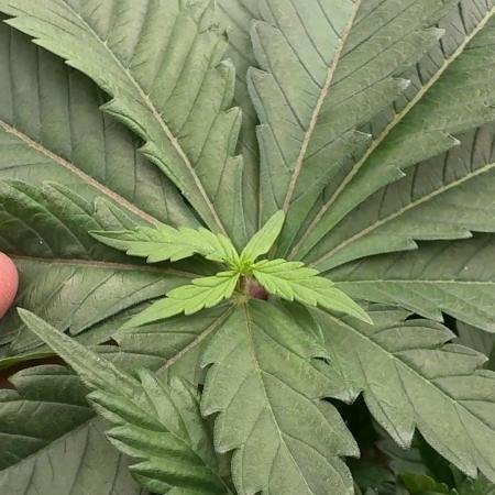 PURPLE PUNCH + 5 GENETICS WITH ATAMI