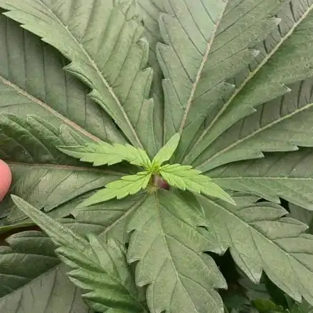 PURPLE PUNCH + 5 GENETICS WITH ATAMI