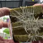 PURPLE PUNCH + 5 GENETICS WITH ATAMI