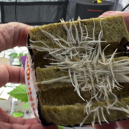 PURPLE PUNCH + 5 GENETICS WITH ATAMI