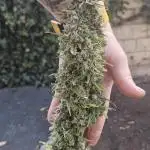 První kolo autoflowers