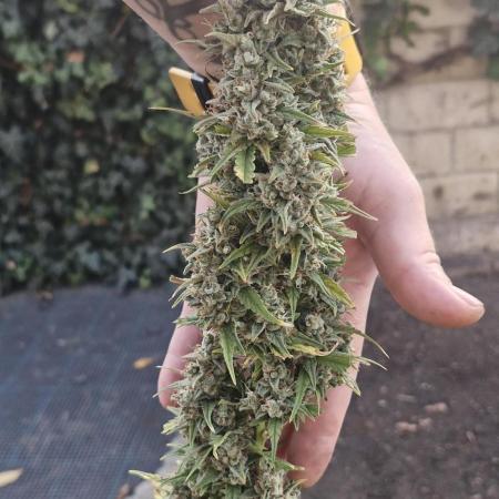 První kolo autoflowers