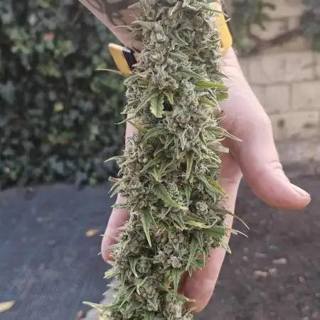 První kolo autoflowers