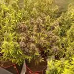 První kolo autoflowers