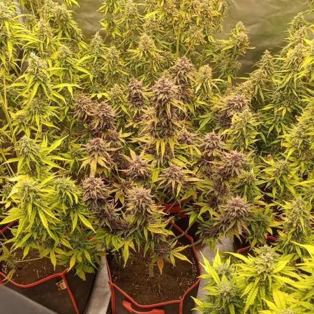 První kolo autoflowers