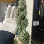 První kolo autoflowers