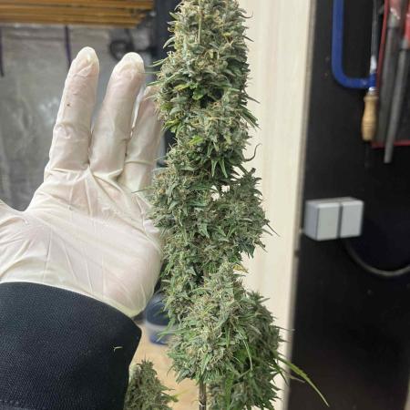 První kolo autoflowers