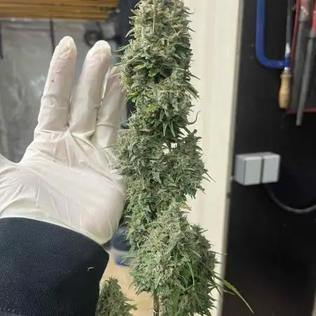 První kolo autoflowers