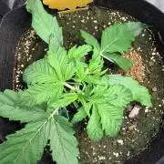 Forbidden Runtz Auto // Fast Buds