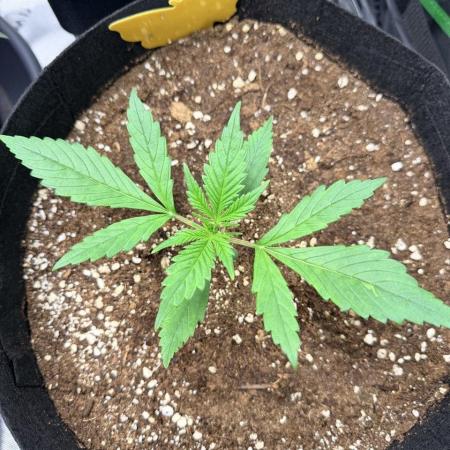 Gelato Auto // Fast Buds