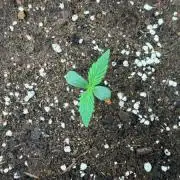 Forbidden Runtz Auto // Fast Buds