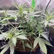 Gelato Auto // Fast Buds