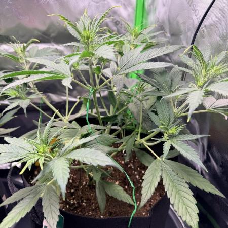 Gelato Auto // Fast Buds