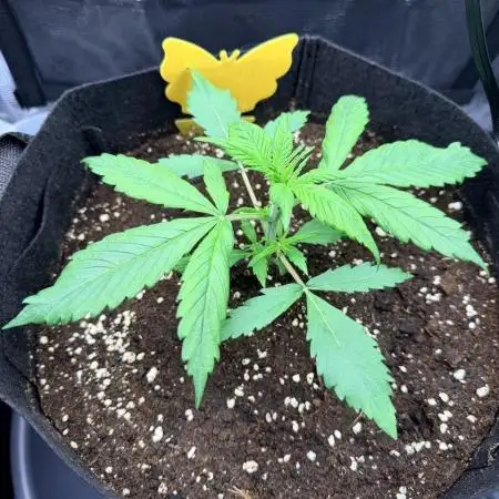 Gorilla Zkittlez Auto // Fast Buds