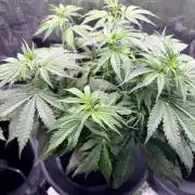 Gorilla Zkittlez Auto // Fast Buds