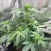 Forbidden Runtz Auto // Fast Buds