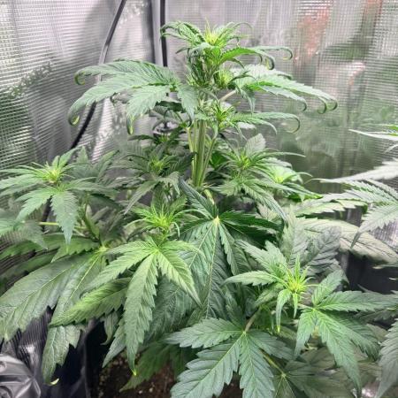 Forbidden Runtz Auto // Fast Buds