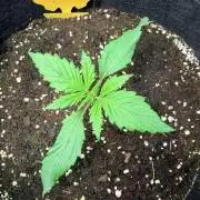 Forbidden Runtz Auto // Fast Buds