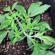 Gorilla Zkittlez Auto // Fast Buds