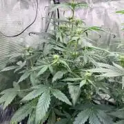 Forbidden Runtz Auto // Fast Buds