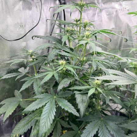 Forbidden Runtz Auto // Fast Buds