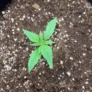 Gelato Auto // Fast Buds