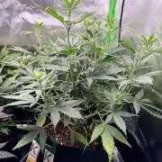 Gelato Auto // Fast Buds