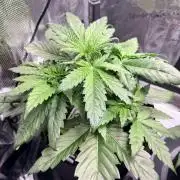 Forbidden Runtz Auto // Fast Buds