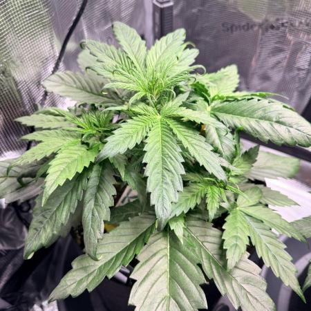 Forbidden Runtz Auto // Fast Buds