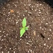 Gelato Auto // Fast Buds