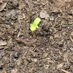 Gorilla Zkittlez Auto // Fast Buds