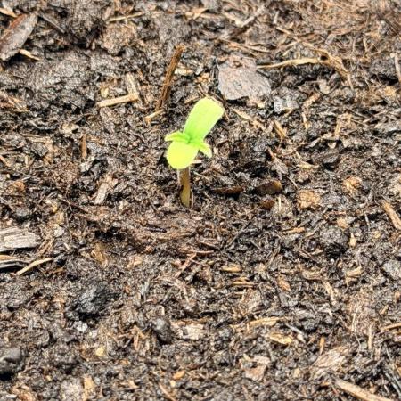 Gorilla Zkittlez Auto // Fast Buds