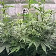 Gorilla Zkittlez Auto // Fast Buds