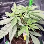 Gelato Auto // Fast Buds