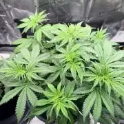 Gorilla Zkittlez Auto // Fast Buds