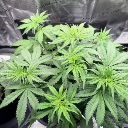 Gorilla Zkittlez Auto // Fast Buds