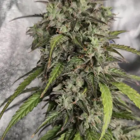 Sherbet Auto