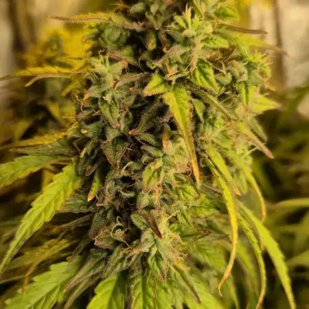 Sherbet Auto