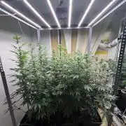 SCROG RUNTZ X LAYER CAKE