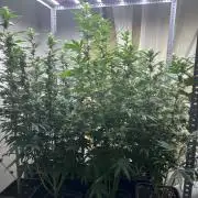 SCROG RUNTZ X LAYER CAKE