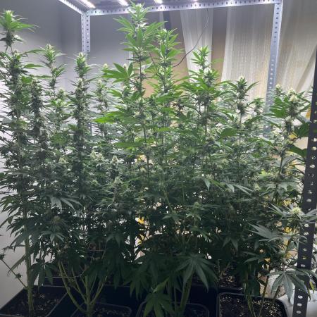SCROG RUNTZ X LAYER CAKE
