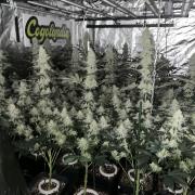 Super Boof barneyβs Farm