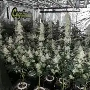 Super Boof  barney’s Farm