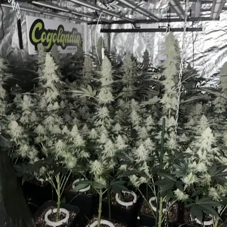 Super Boof  barney’s Farm